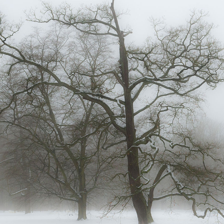 Parklandschaft im Neuen Garten im Winter
