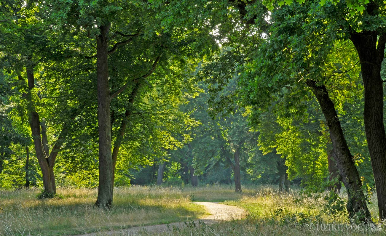 Naturlandschaft im Sacrower Park